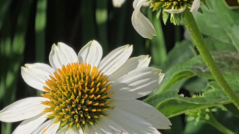 The Sunflower with Honey Bee