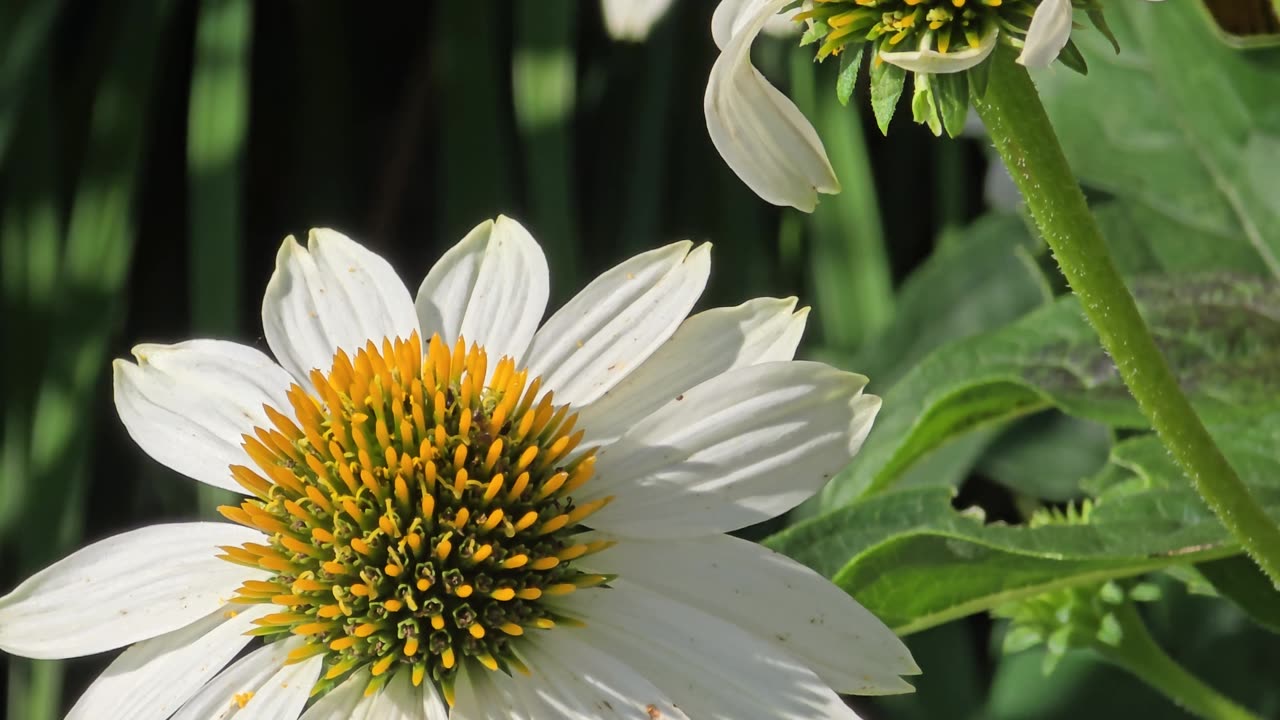 The Sunflower with Honey Bee