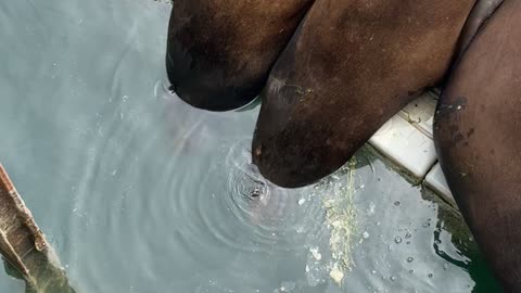 Sea Lions Sleep With Heads Underwater