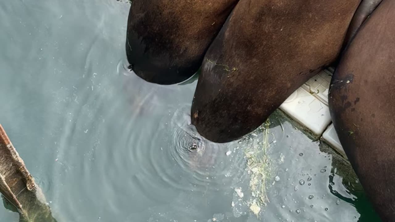 Sea Lions Sleep With Heads Underwater