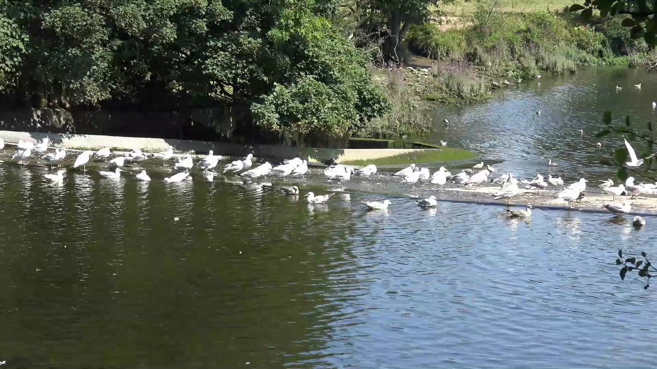 Dartington Walk to Totnes steam railway station Southwest Steam Rilway Britain Part 1 of 3