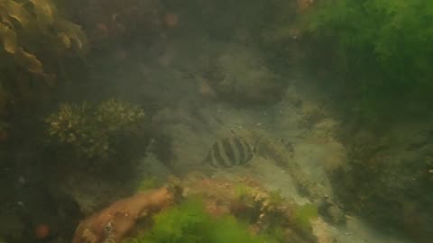 fishy close up (2)ns