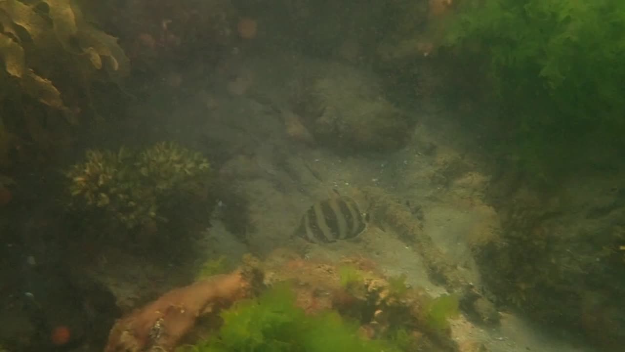 fishy close up (2)ns