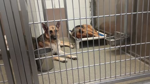 Tilly-lighter shepherd 4y A747143 Fable 5y A870642 harrys haven kennel 217 PACC shelter20250709_872