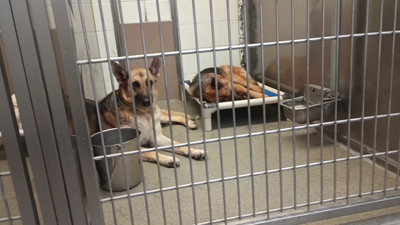 Tilly-lighter shepherd 4y A747143 Fable 5y A870642 harrys haven kennel 217 PACC shelter20250709_872