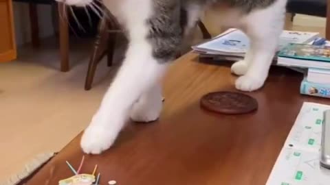 Table Top Explorer 🐾 tabletop adventures