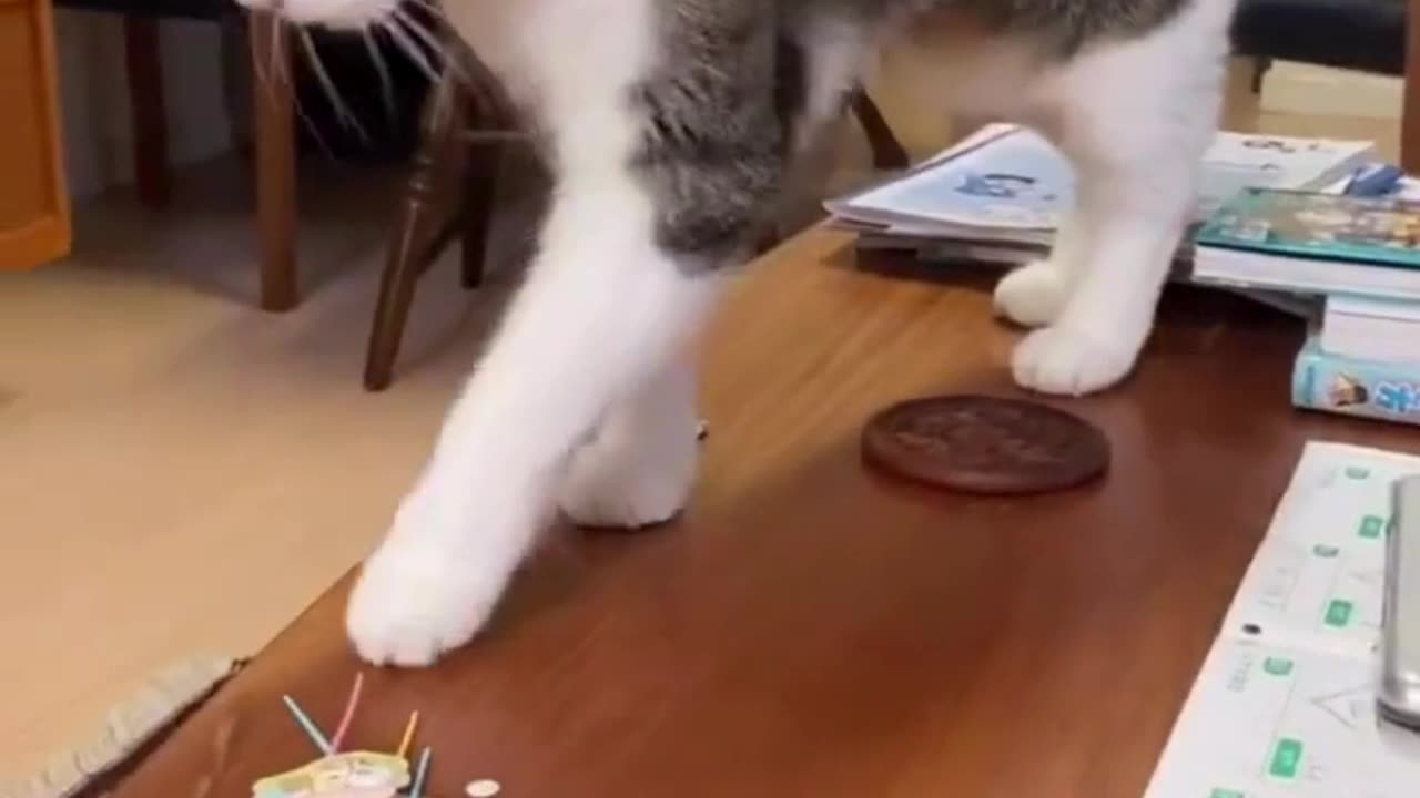 Table Top Explorer 🐾 tabletop adventures