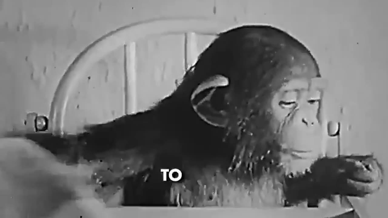 How They Make Wiggers - The Ape & The Child