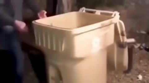 funny cats viral