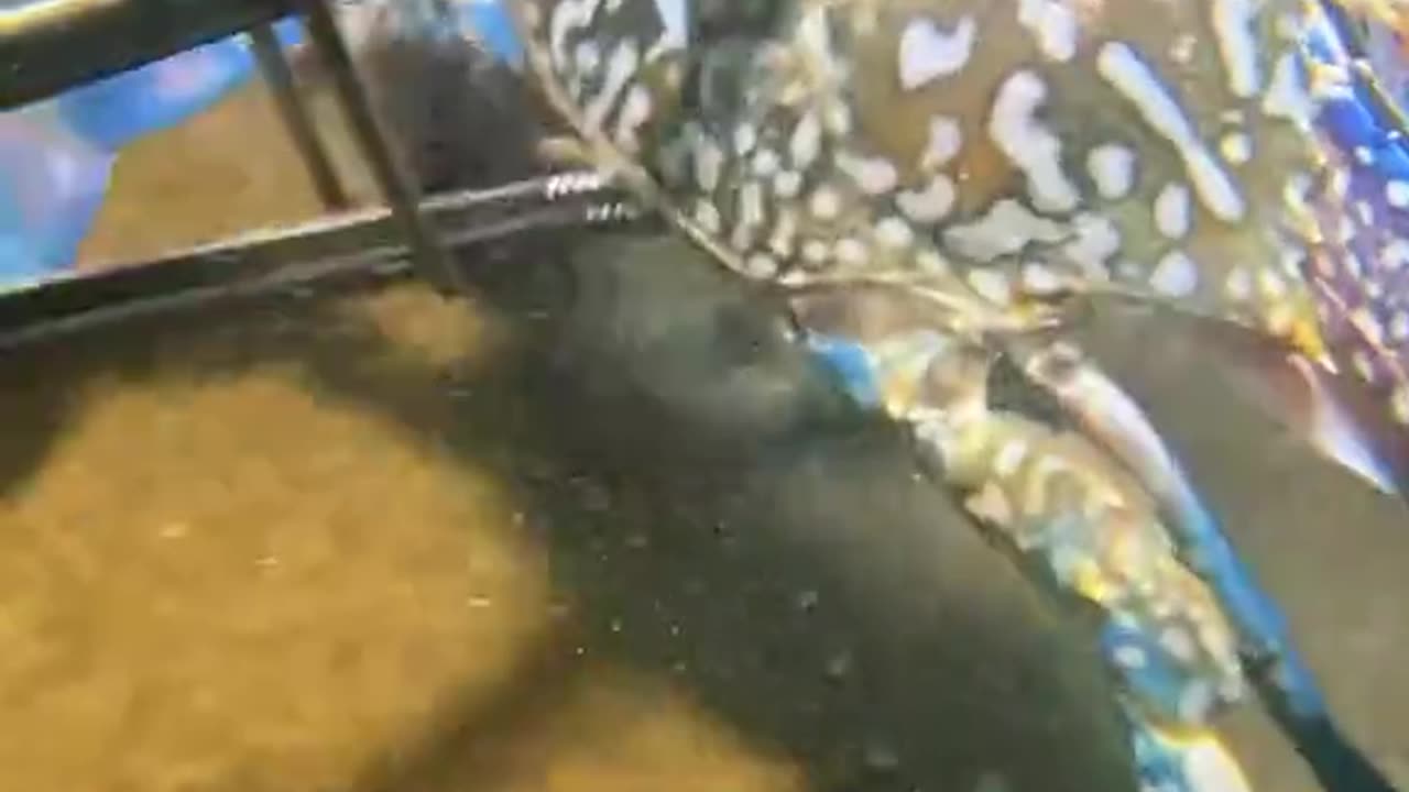 I caught a flash shrimp and a peeling fish on the seabed