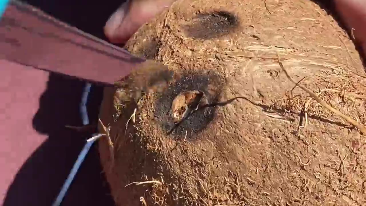 Opening Coconuts Like a Pro