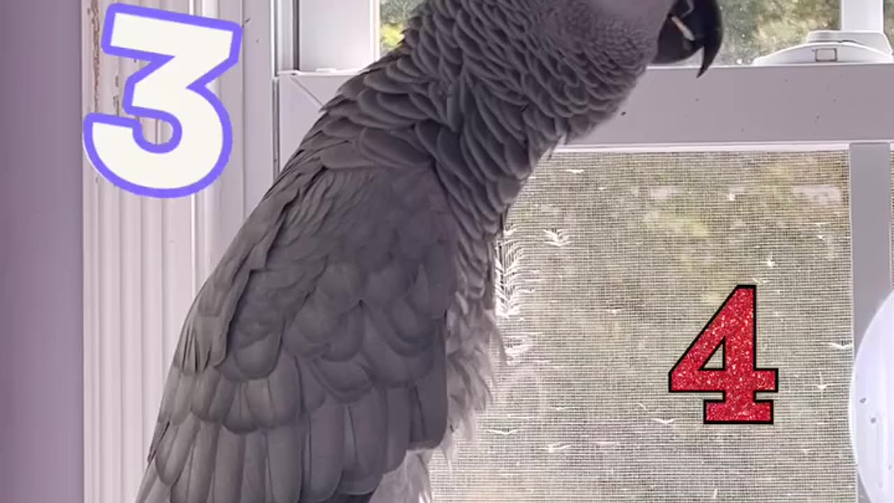 parrot counts from 1 to 5 you’ll die laughing! 😂🦜