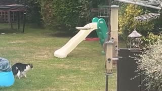 Fox cub playing tag with a 16 year old cat.. 😅
