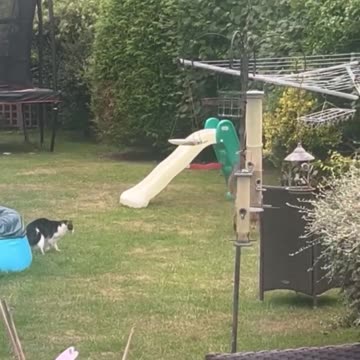 Fox cub playing tag with a 16 year old cat.. 😅