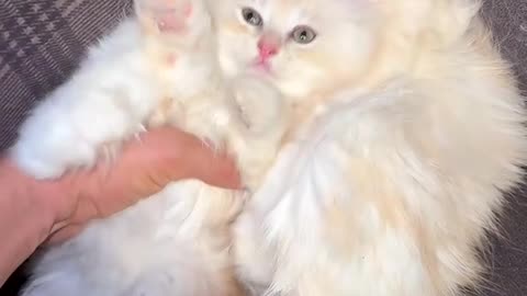 So cute dog's comedy Videos 🤣 so cute funny videos 🤣 Live Camera HD video 🙃 funny videos 🤣