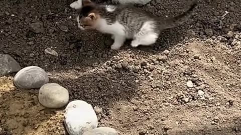 Amazing Cat Train Here Baby for outside poop
