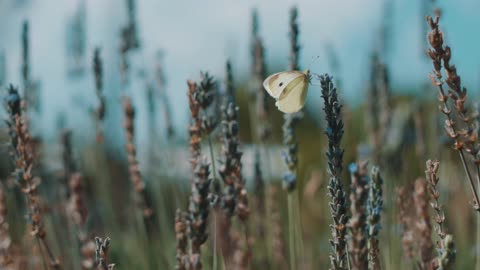 Woman and a butterfly in a field of lavender