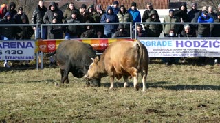 Bjelan od Jurčevića vs Garo od Patkovića Vitez 2025