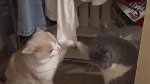 Funny cats