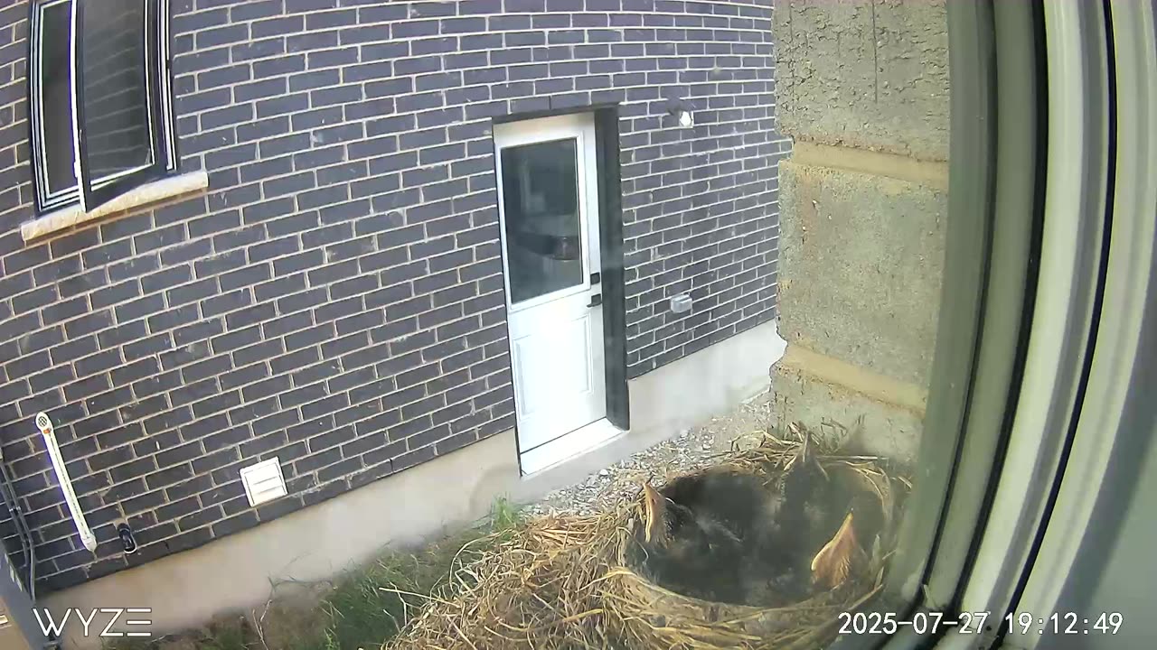 Nestlings2