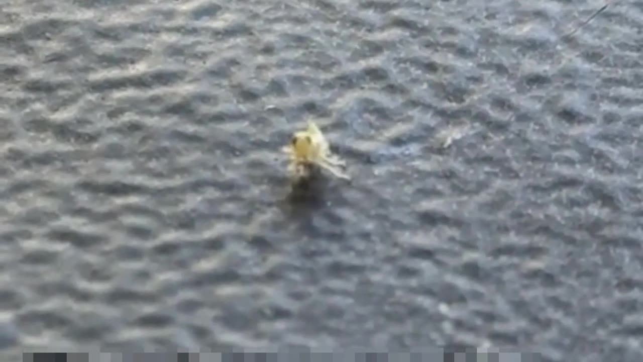 😂🤣 The Fact He Turned Towards The Camera! | FunFM