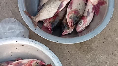 The COMPLETE Guide to Buying and Selling Fish