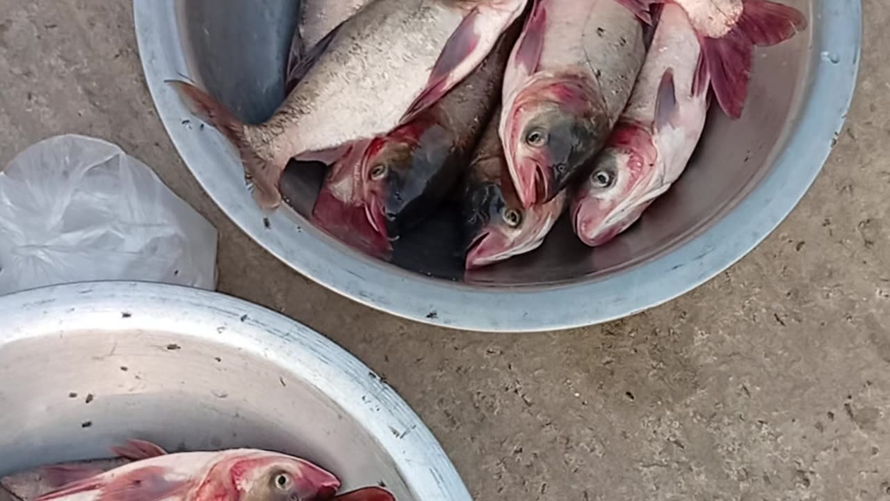 The COMPLETE Guide to Buying and Selling Fish