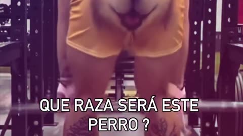 Firulai me está viendo raro…. imposible entrenar así !!!
