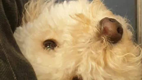 Board tram, tuck under seat, tail tucked in