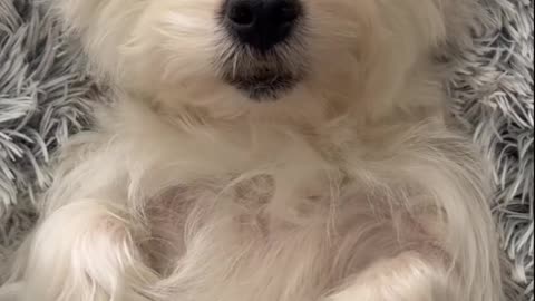 Most Satisfying Dog Grooming Ever | Nail Trimming, Ear Cleaning & Spa Massage