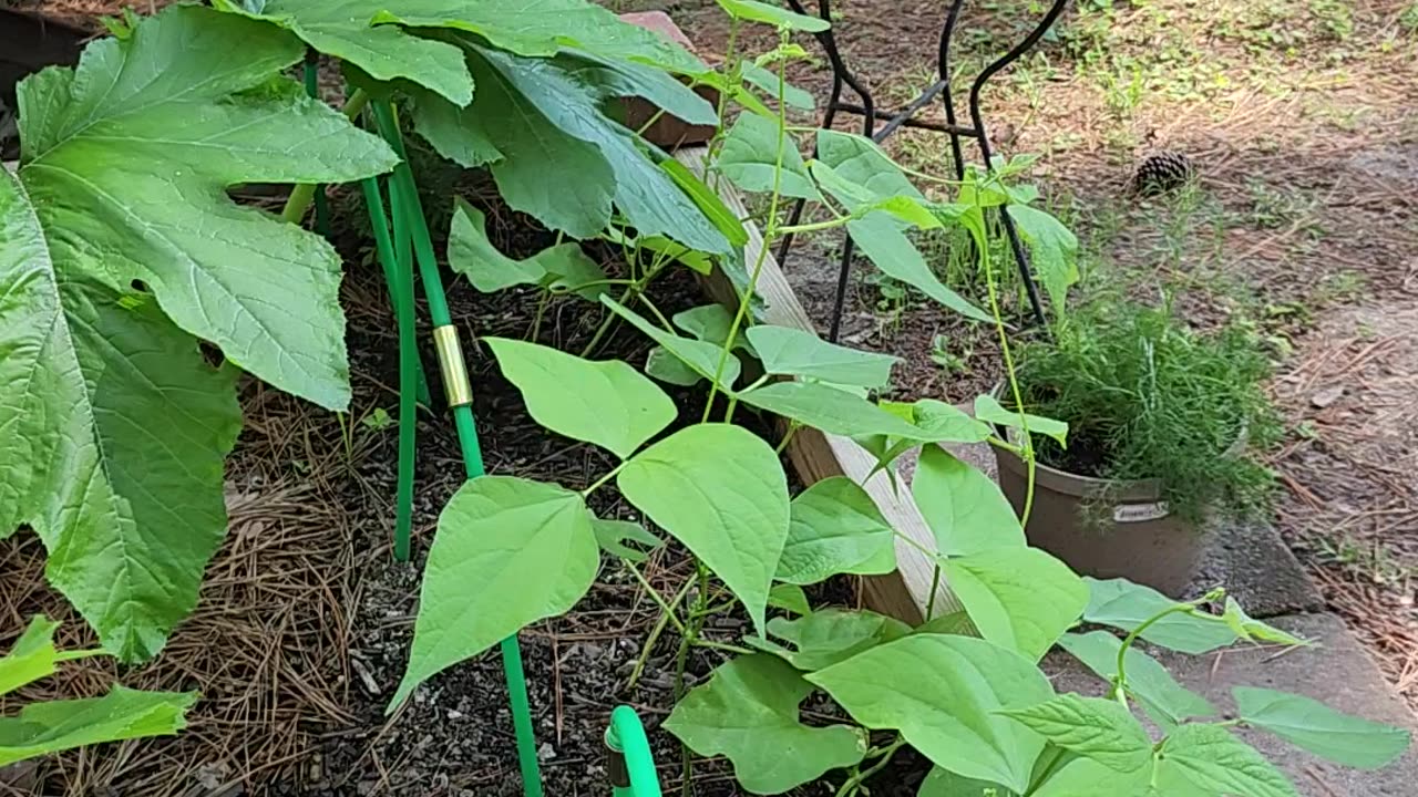 Garden walk through