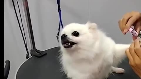 Pomeranian’s Funny Reaction to Nail Clipping – Reacție haioasă la tăiatul unghiilor! 😂🐾