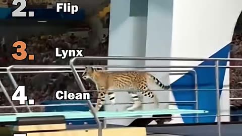 RANKING CATS AT OLYMPIC DIVING AI