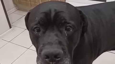The dog's reaction to lemon
