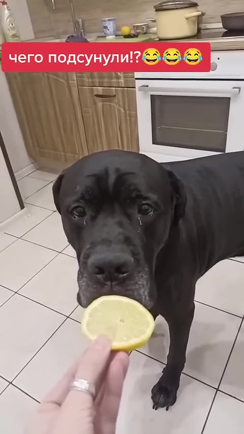 The dog's reaction to lemon
