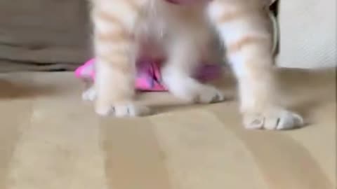 🐈 Cats 🐈