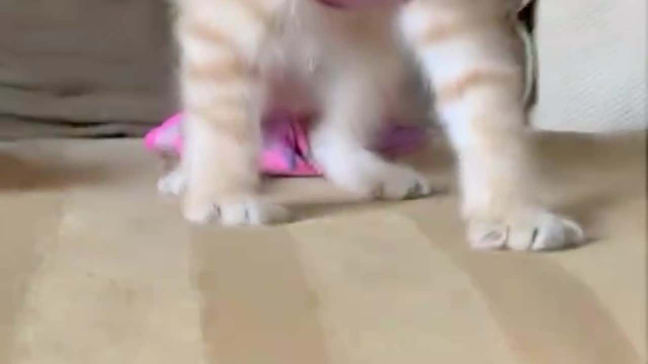 🐈 Cats 🐈
