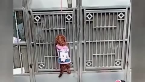 Funniest Animals - Best of Funny Animal Videos 2025