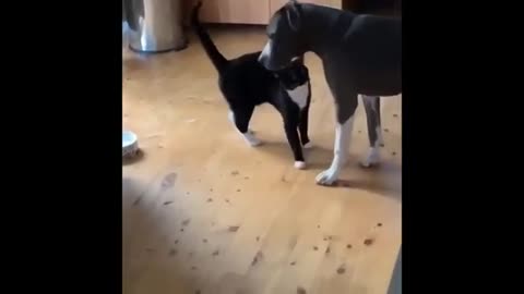 Funny cats