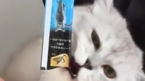 🐈👀 Distracting a Cat to Trim Its Claws? | FunFM