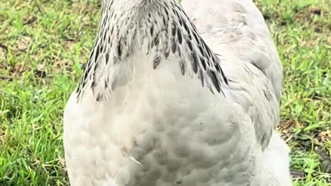 What is a nun in a wheelchair?