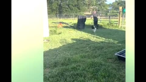 FUNNIEST Pet Fails Of 2025! 🤣 Try Not To Laugh 🙈 🤣 ✨💕🐶 😹❤️✨