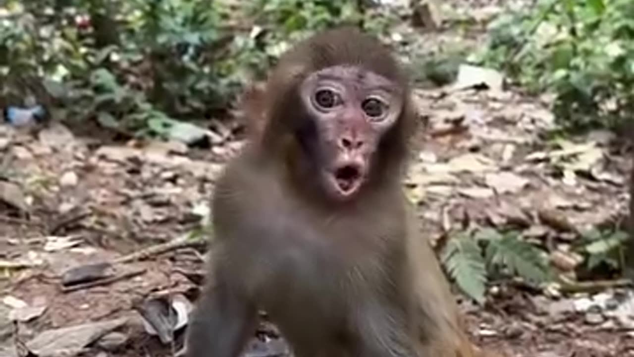 Funny videos of monkey 🐒