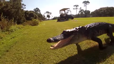 These Animals Are Being Freed for the First Time