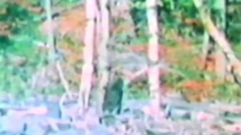Video Footage "Confirms" the Existence of Bigfoot