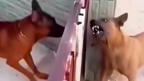 FUNNY ANIMAL COMPILATIONS - PART 82