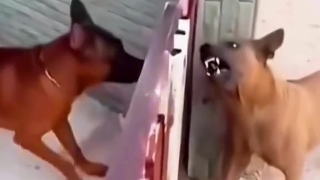 FUNNY ANIMAL COMPILATIONS - PART 82