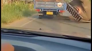When an elephant falls from the truck that confined it, its ordeal seems to turn into an opportunity