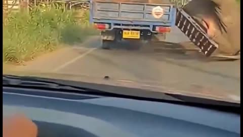 When an elephant falls from the truck that confined it, its ordeal seems to turn into an opportunity