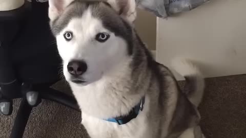 Siberian husky speaking